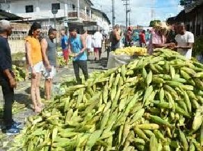Preço da mão do milho in natura tem diferença de R$ 60 em pesquisa realizada pelo Procon-JP